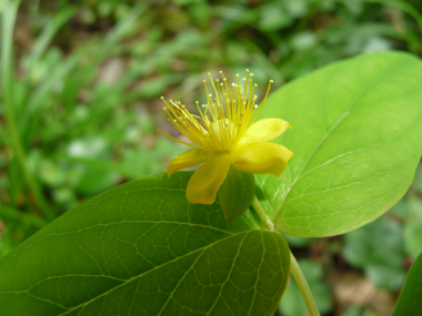 Petites fleurs jaunes d'environ 2 cm de diamètre. Agrandir dans une nouvelle fenêtre (ou onglet)